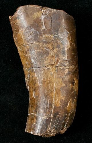 Large Partial Tyrannosaur Tooth - Montana #17627